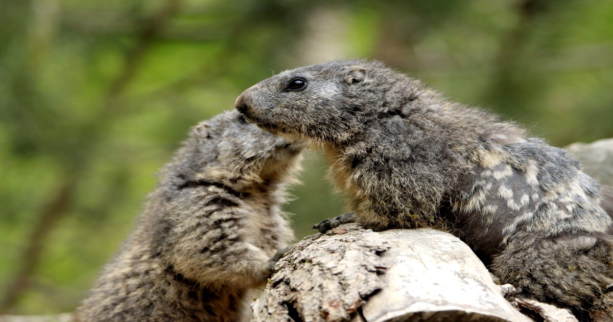 Groundhog Day Meaning History and Traditions